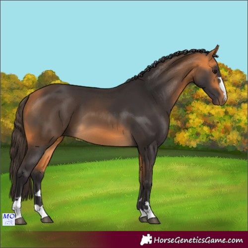 Horse Color:Buckskin 