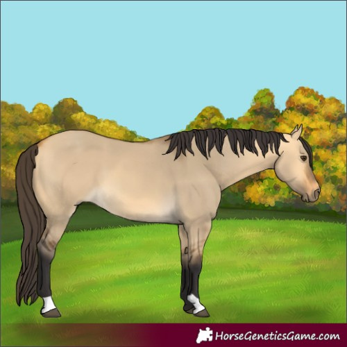 Horse Color:Buckskin Dun 