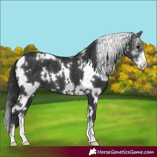 Horse Color:White Spotted Black Sabino Varnish 