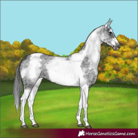 Horse Color:White Spotted Black Splash Tobiano Frame Appaloosa 