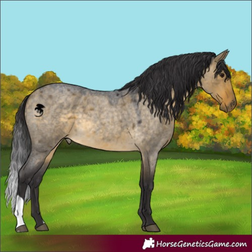 Horse Color:Buckskin Roan Dun