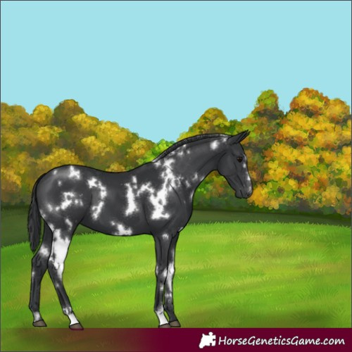 Horse Color:White Spotted Black