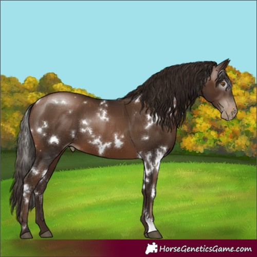 Horse Color:Gray White Spotted Brown Pearl 
