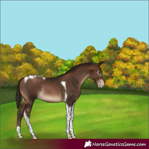Horse Color:Gray Brown Pearl Tobiano Rabicano 