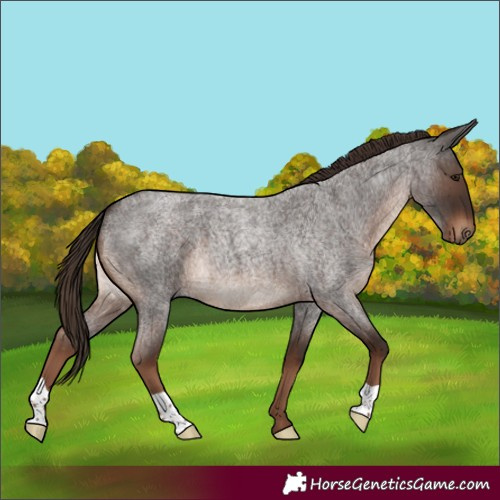 Horse Color:Liver Red Roan 