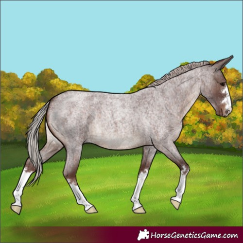 Horse Color:Chocolate Silver Brown Roan