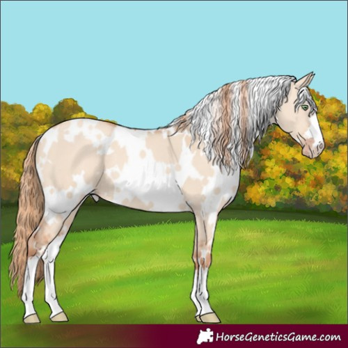 Horse Color:White Spotted Gold Champagne Dun 