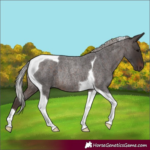 Horse Color:Silver Brown Roan Tobiano Rabicano 