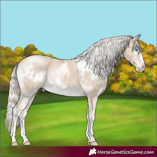 Horse Color:White Spotted Cremello
