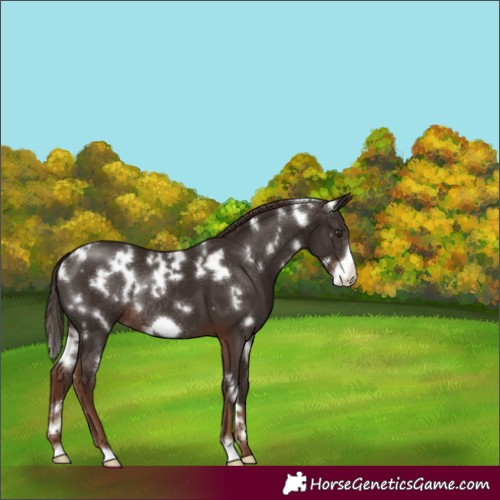 Horse Color:White Spotted Liver Chestnut Frame Rabicano 
