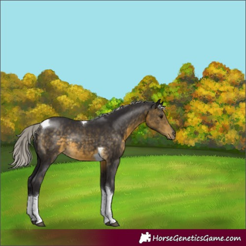 Horse Color:Silver Buckskin Tobiano Rabicano 
