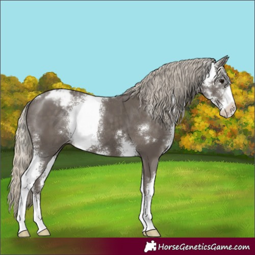 Horse Color:Silver Smoky Black Sabino Appaloosa