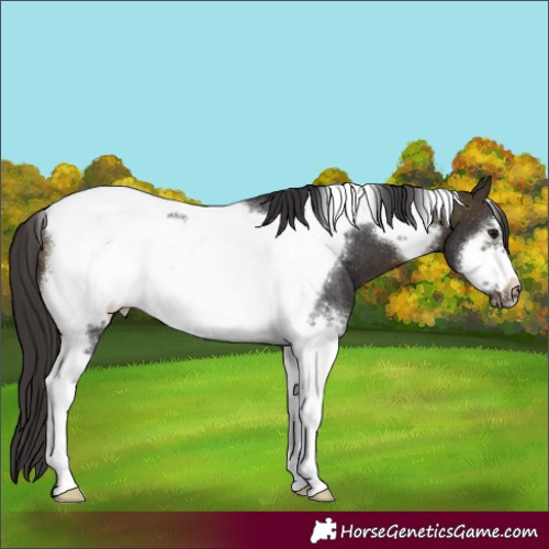 Horse Color:Buckskin Sabino Tobiano Frame Rabicano