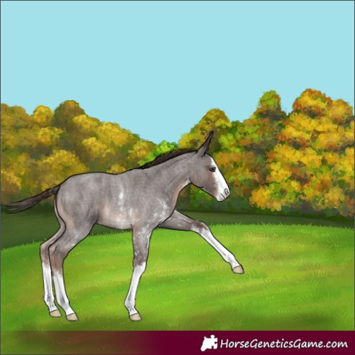 Horse Color:Liver Red Roan Sabino Splash Varnish