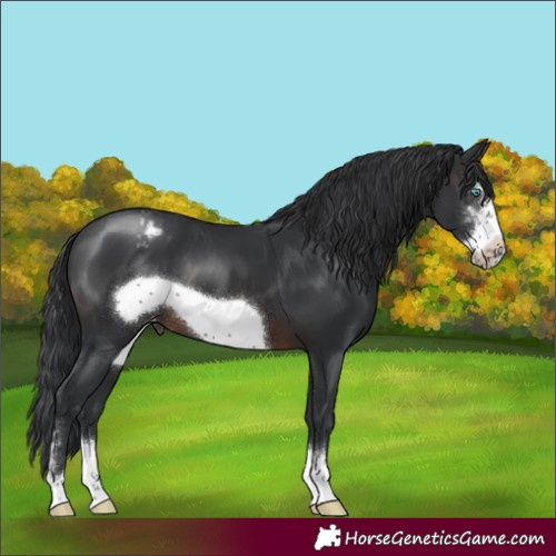 Horse Color:Brown Sabino Frame Appaloosa 