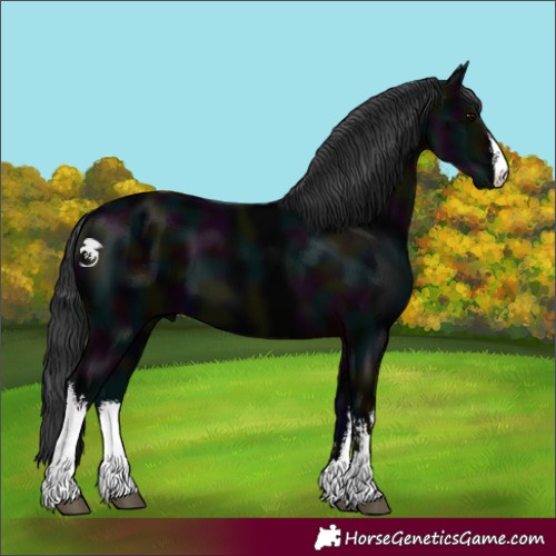 Horse Color:White Spotted Midnight Black