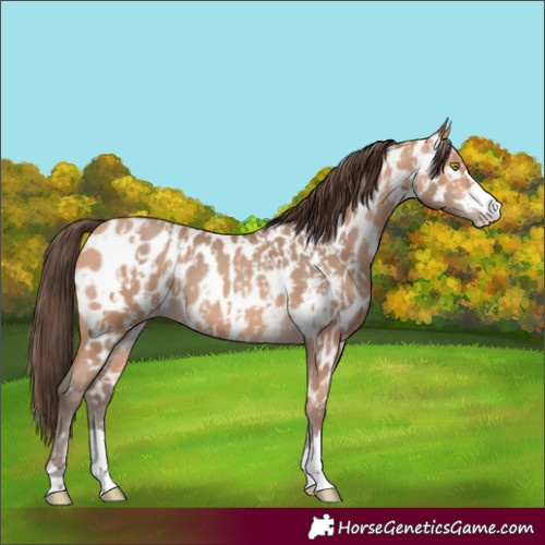 Horse Color:Amber Champagne Near Leopard and Amber Champagne Near Leopard