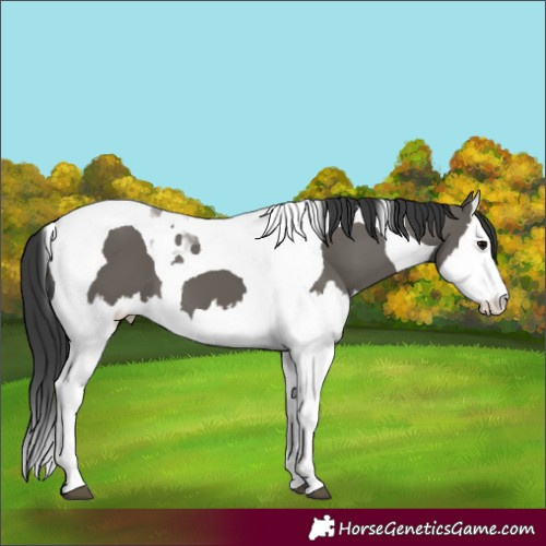 Horse Color:Grullo Splash Tobiano
