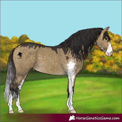 Horse Color:Buckskin Dun Sabino 
