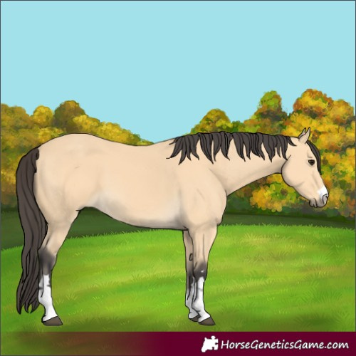Horse Color:Buckskin