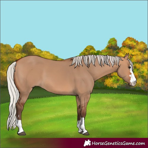 Horse Color:Silver Bay Dun