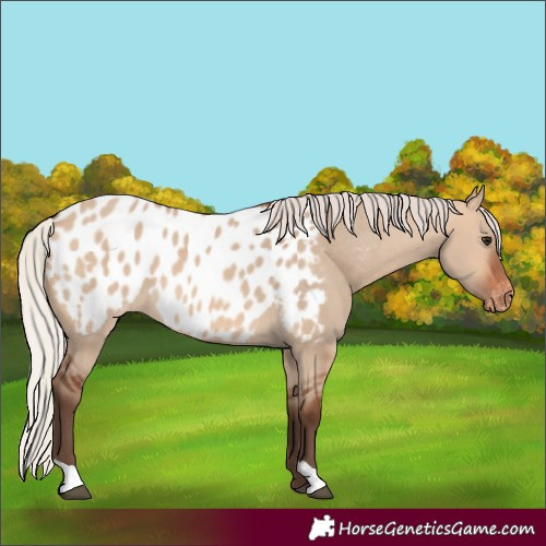 Horse Color:Silver Bay Dun Blanket 