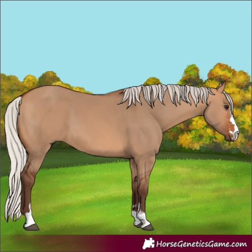 Horse Color:Silver Bay Dun