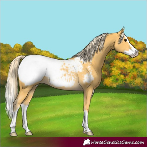 Horse Color:Palomino Splash Snowcap