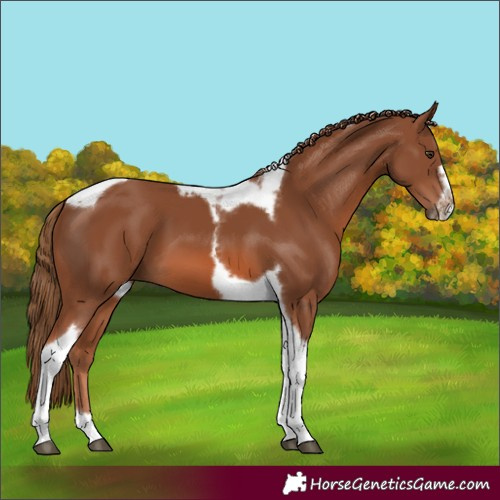 Horse Color:Chestnut Tobiano Frame 