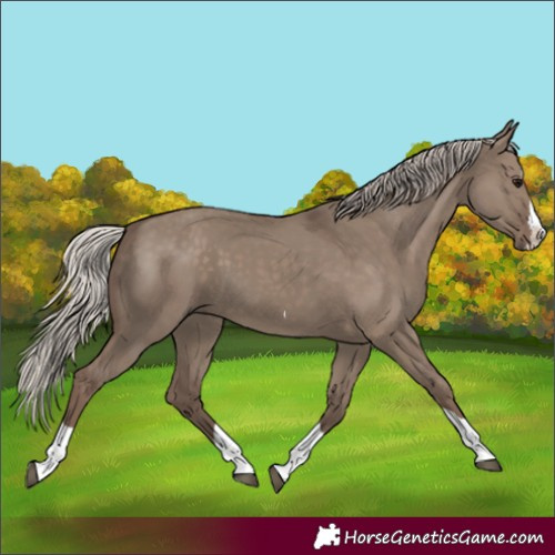 Horse Color:Silver Grullo Splash Tobiano