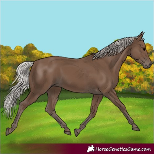 Horse Color:Silver Black 