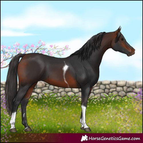 Horse Color:Bay Tobiano Rabicano