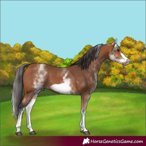 Horse Color:White Spotted Bay Frame 