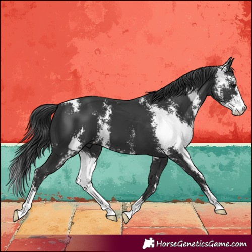 Horse Color:Black Sabino 