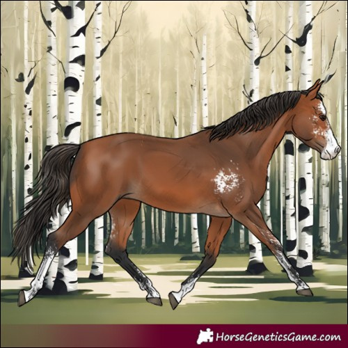 Horse Color:Bay Sabino