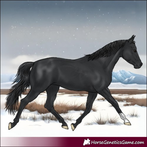 Horse Color:Black 