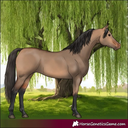Horse Color:Bay Dun 