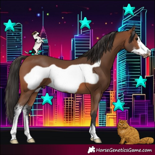 Horse Color:Bay Sabino Frame 
