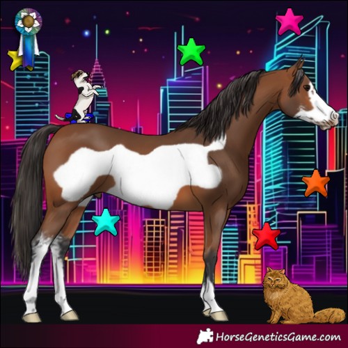Horse Color:Bay Sabino Frame 