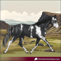 Horse Color:Black Sabino 