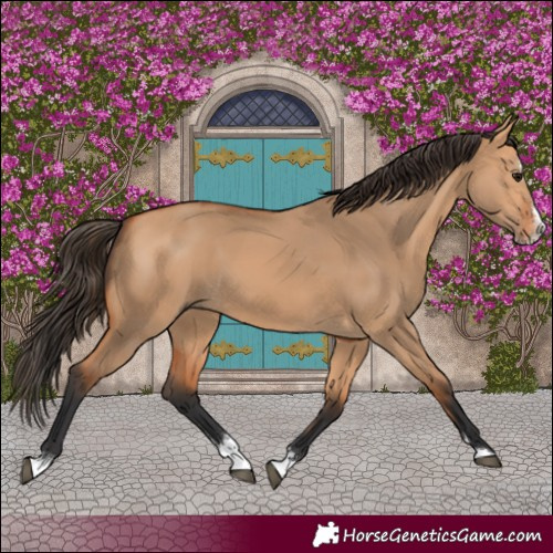 Horse Color:Bay Dun Splash