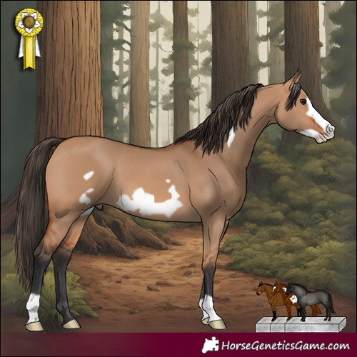 Horse Color:Bay Dun Frame 