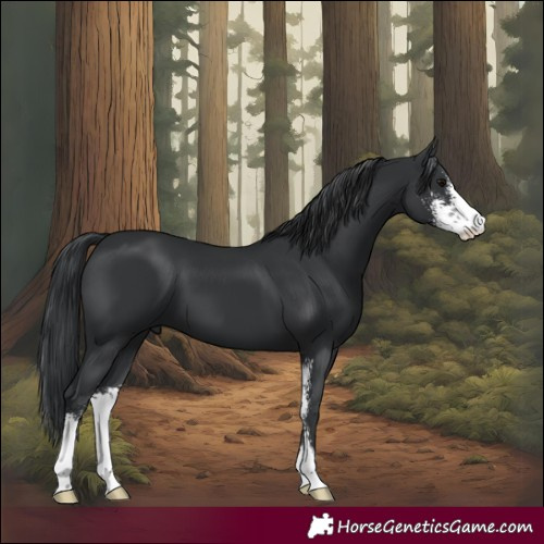 Horse Color:Black Sabino 