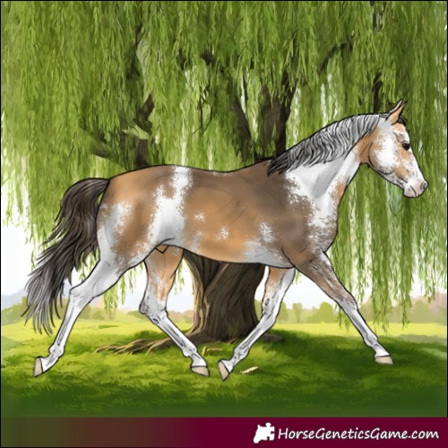 Horse Color:Buckskin Sabino