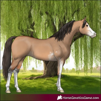 Horse Color:Bay Dun Sabino