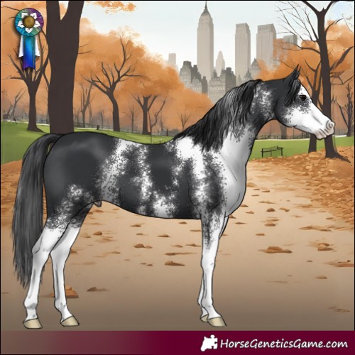 Horse Color:Black Sabino 