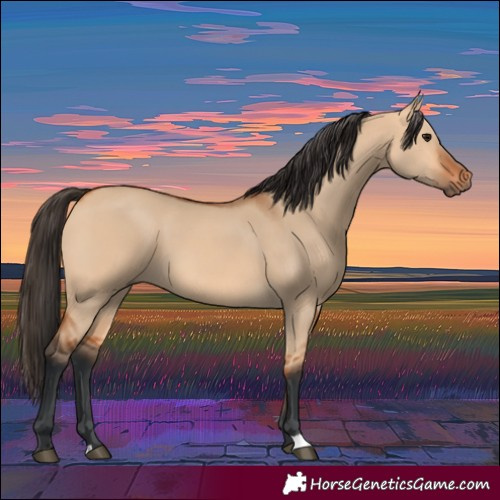 Horse Color:Bay Dun