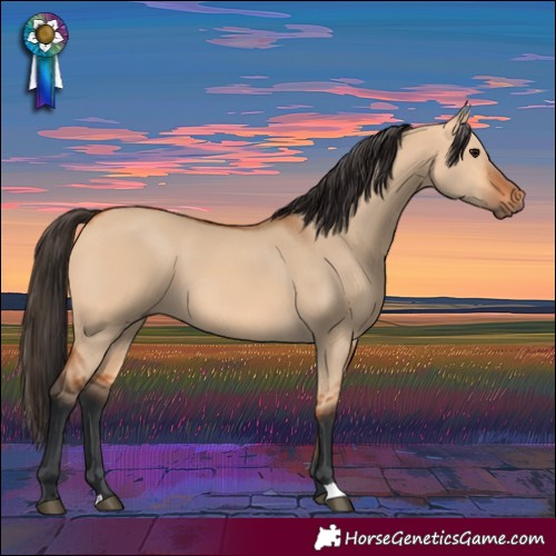 Horse Color:Bay Dun 
