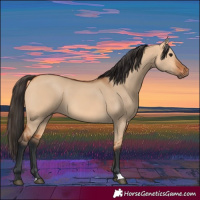 Horse Color:Bay Dun 