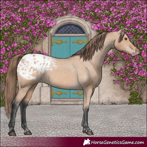 Horse Color:Bay Dun Varnish 